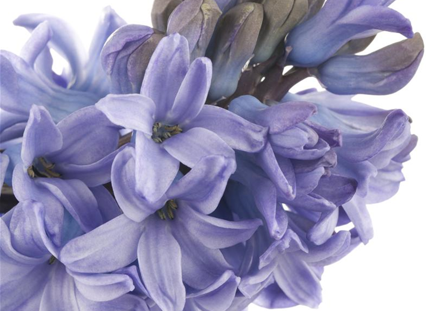 Hyacinthus orientalis Mix