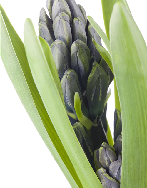 Hyacinthus orientalis Mix