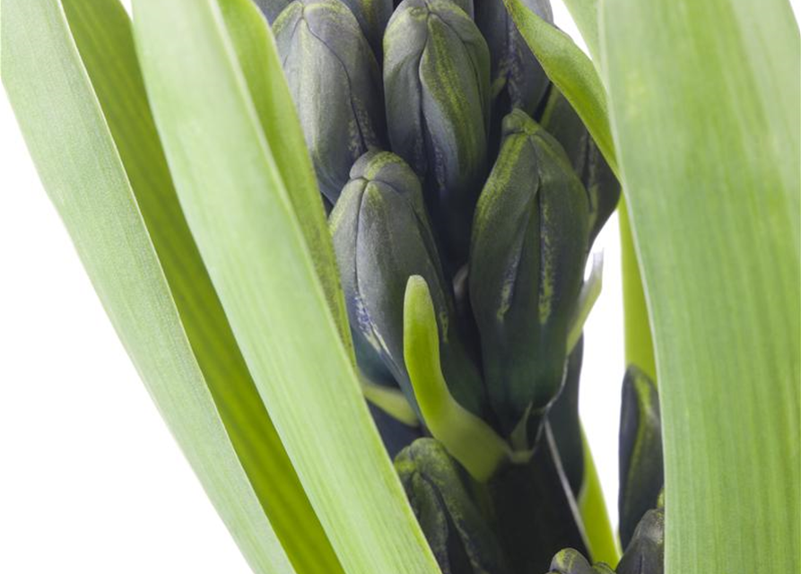 Hyacinthus orientalis Mix
