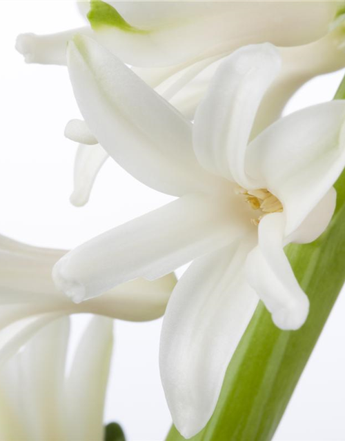 Hyacinthus orientalis Mix