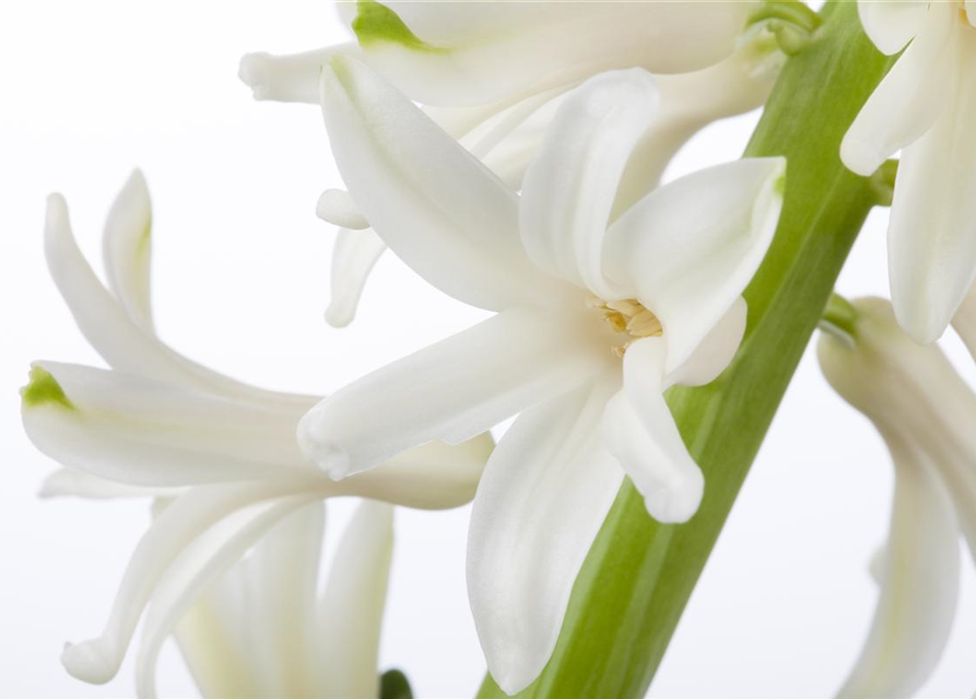 Hyacinthus orientalis Mix