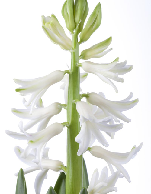 Hyacinthus orientalis Mix