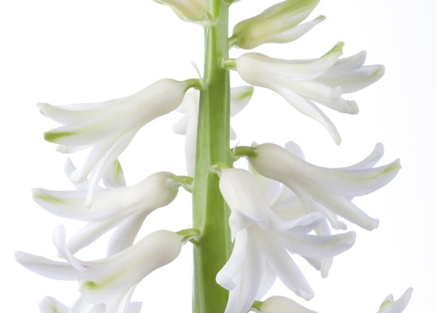 Hyacinthus orientalis Mix