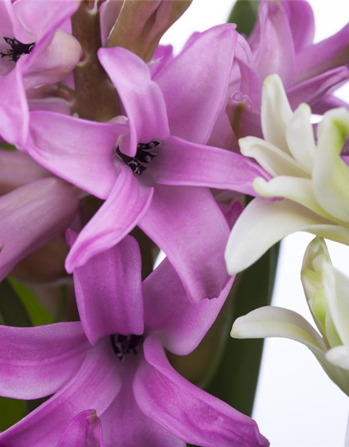 Hyacinthus orientalis Mix
