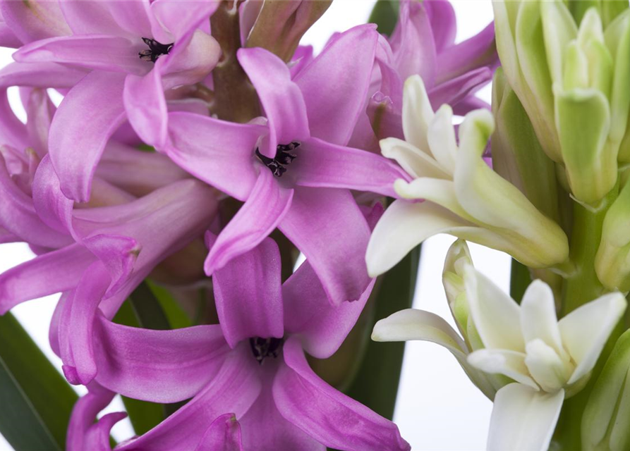 Hyacinthus orientalis Mix