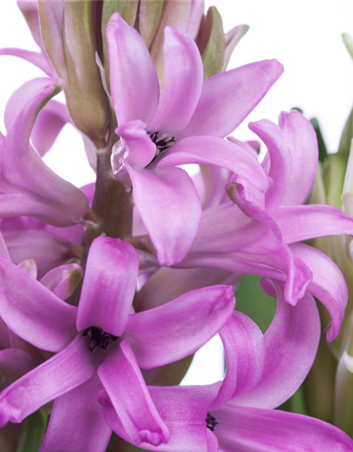 Hyacinthus orientalis Mix