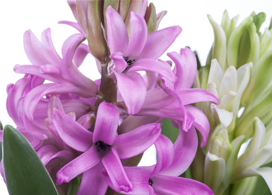 Hyacinthus orientalis Mix