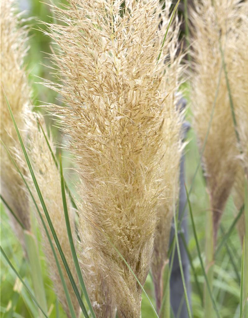 Cortaderia selloana Pumila