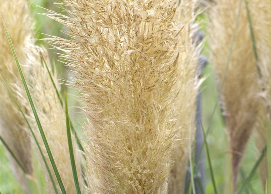 Cortaderia selloana Pumila