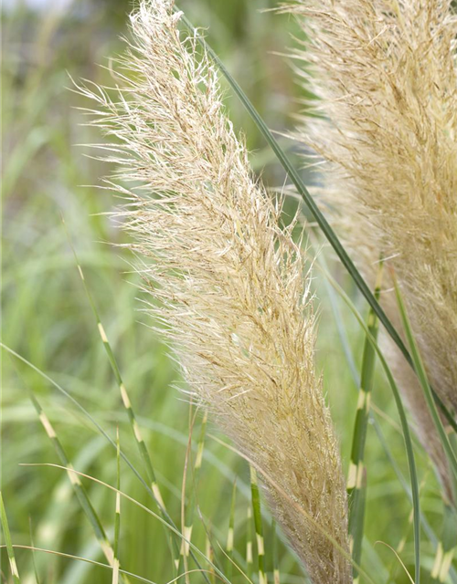 Cortaderia selloana Pumila