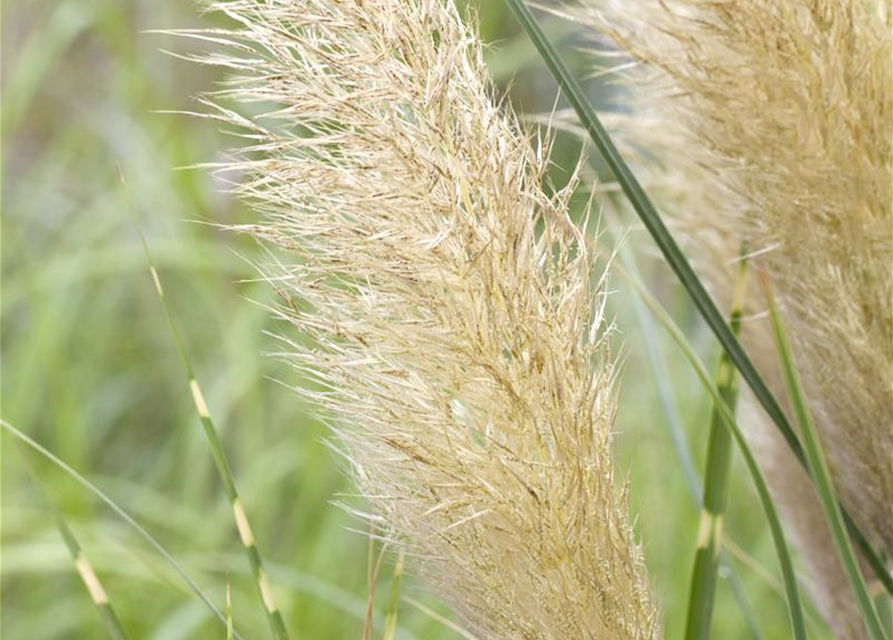 Cortaderia selloana Pumila