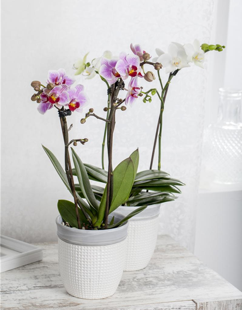 Phalaenopsis Little Kolibri