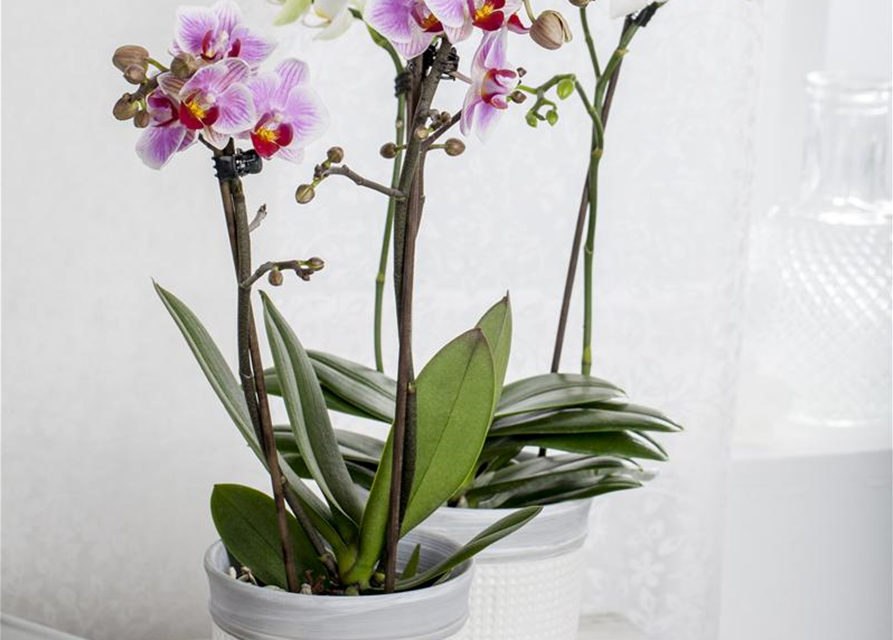 Phalaenopsis Little Kolibri