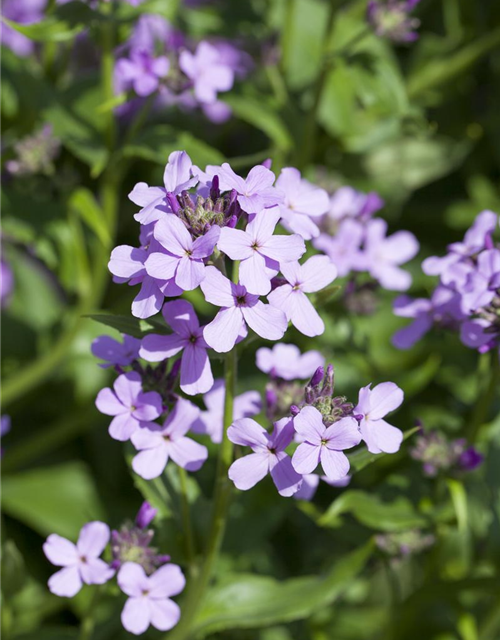 Hesperis matronalis