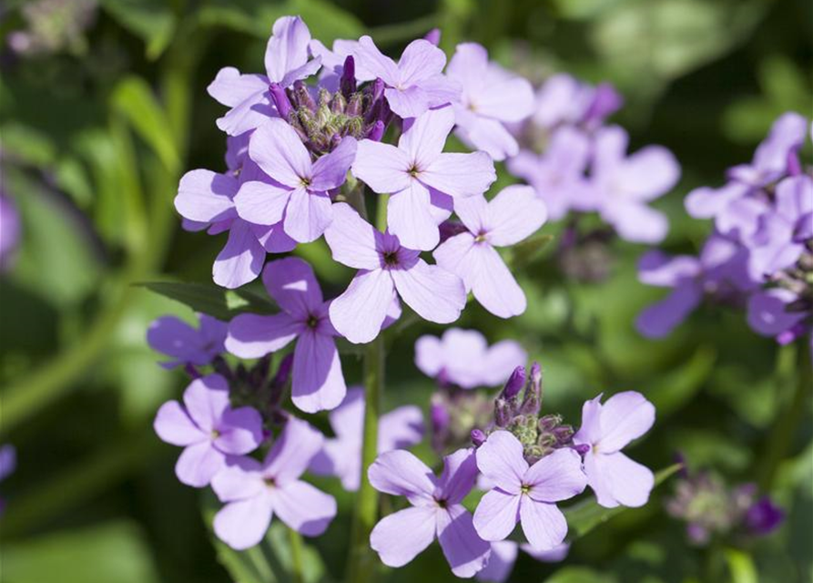 Hesperis matronalis