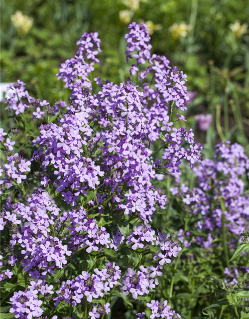 Hesperis matronalis