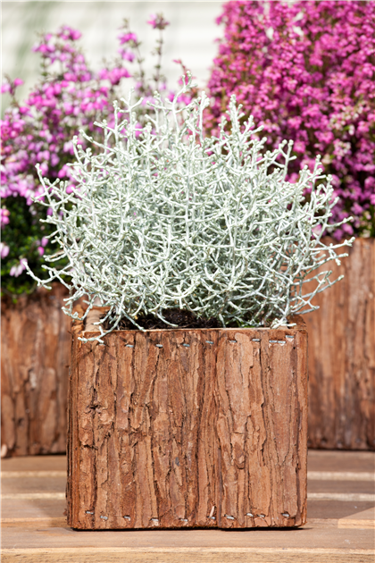 strohblumen saatgut Strohblume Helichrysum bracteatum Salmon Rose – Die Sprießerie