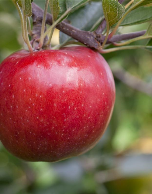 Malus domestica Roter Jonagold