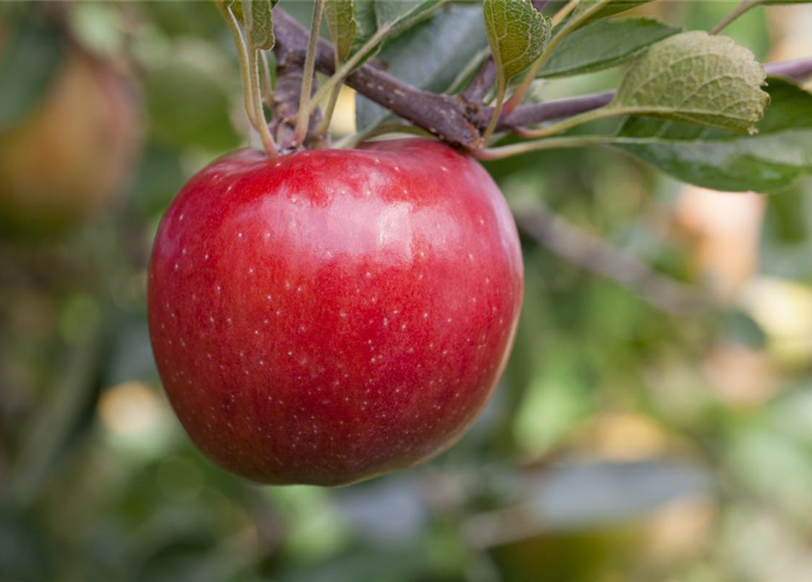 Malus domestica Roter Jonagold