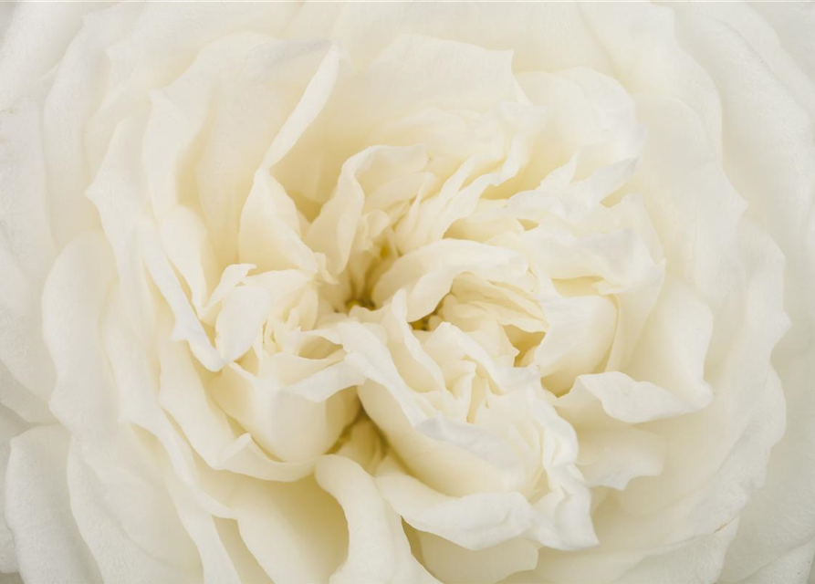 Rosa Crystal Fairy