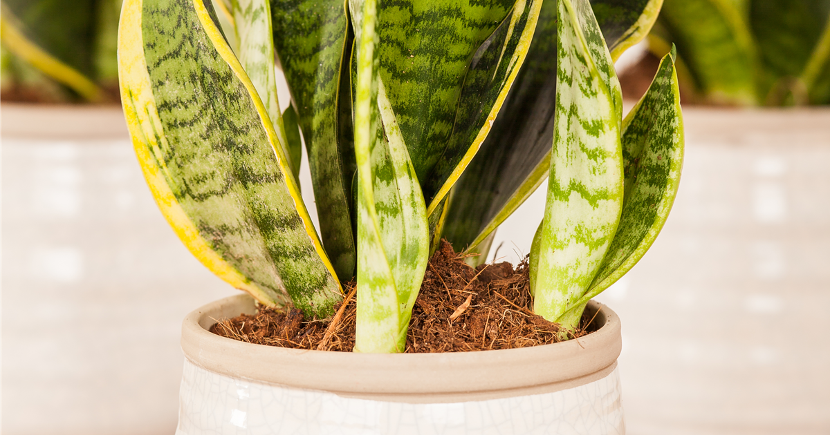 Sansevieria trifasciata Futura Superba, Bogenhanf - Grtnerei Schliebener