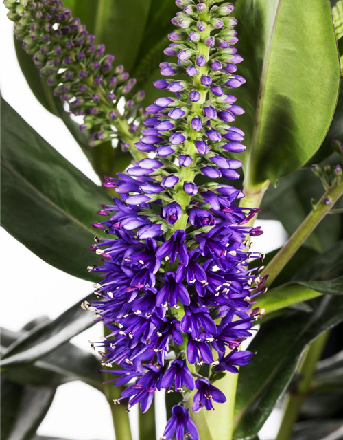 Hebe andersonii