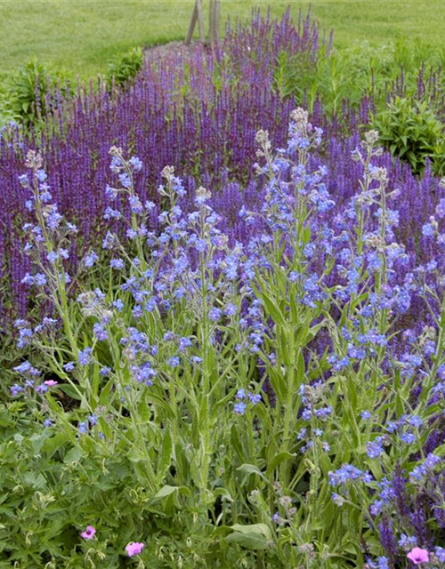 Myosotis