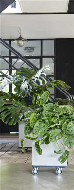 Monstera deliciosa Obliqua, Kstliches Fensterblatt - Grtnerei Schliebener