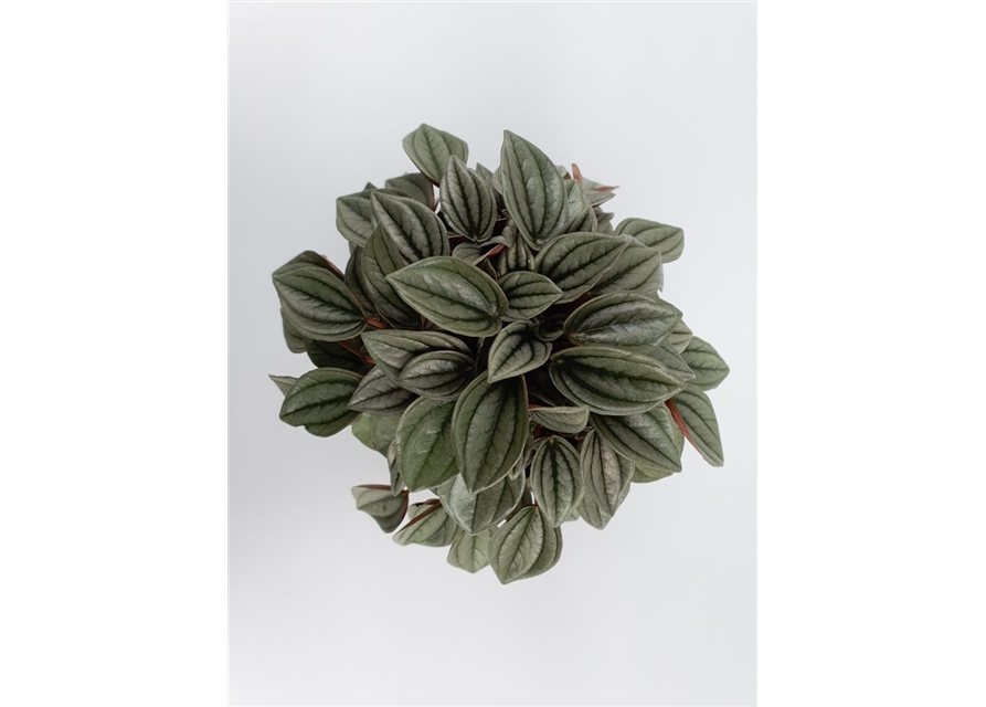 Peperomia Napoli Night T12