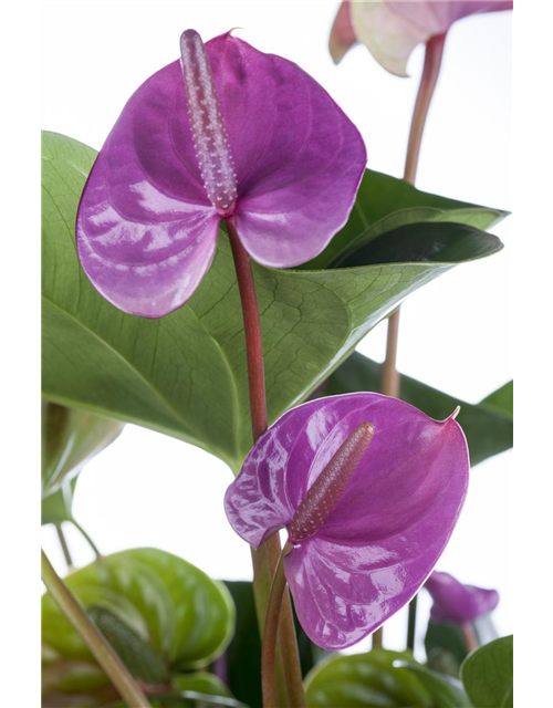 Anthurium andreanum Sensa