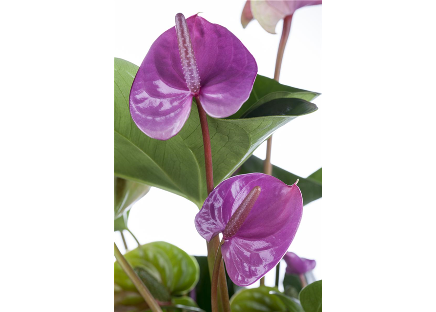 Anthurium andreanum Sensa