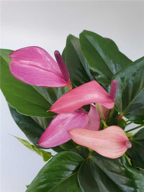 Anthurium andreanum Zizou, Flamingoblume Zizou Lila - Grtnerei Schliebener