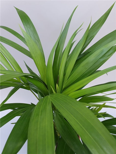 Dypsis lutescens, Goldfruchtpalme - Grtnerei Schliebener