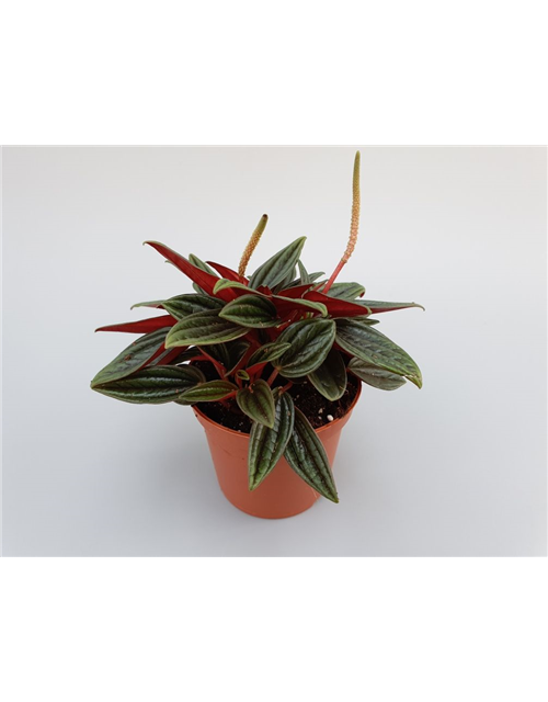 Peperomia bambino Rosso Mini