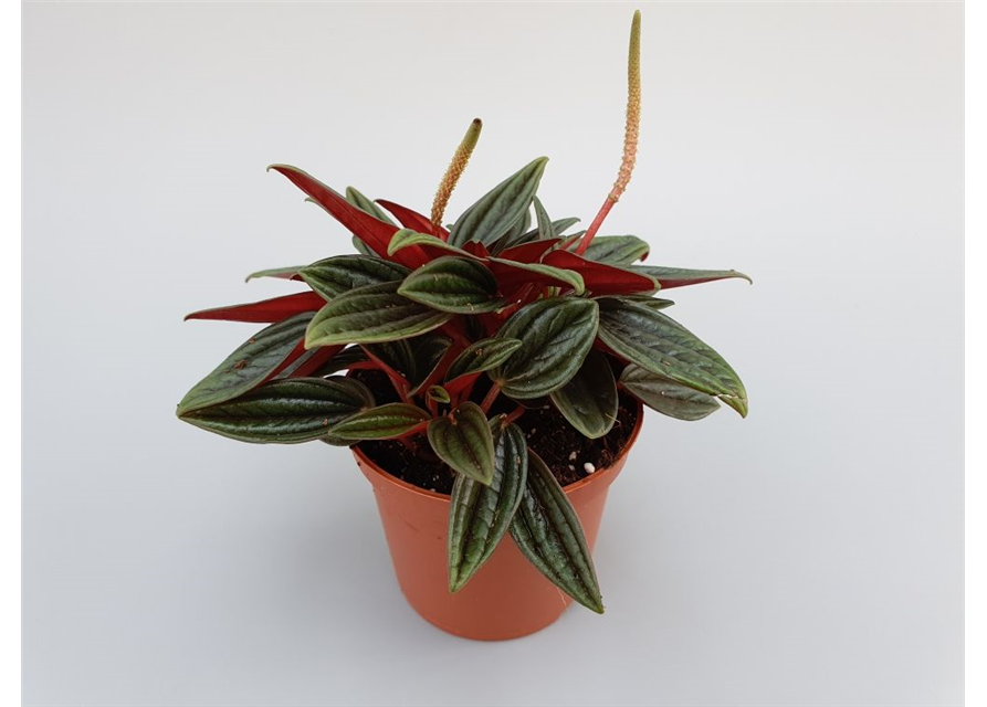 Peperomia bambino Rosso Mini