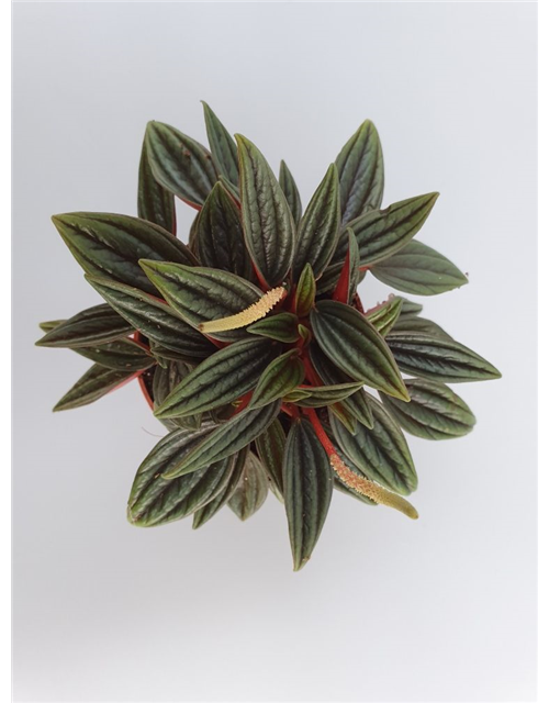 Peperomia bambino Rosso Mini