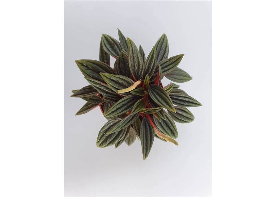 Peperomia bambino Rosso Mini
