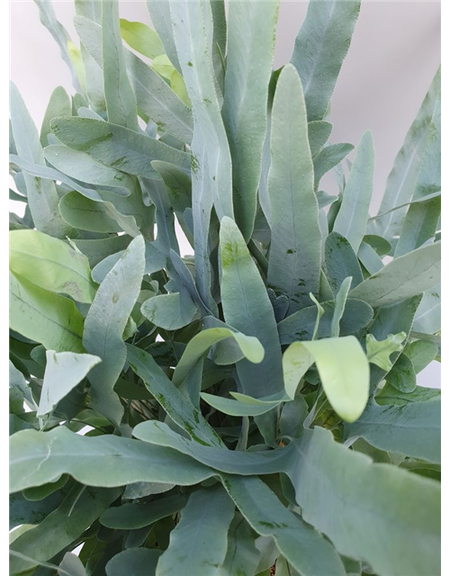 Phlebodium aureum Blue Star