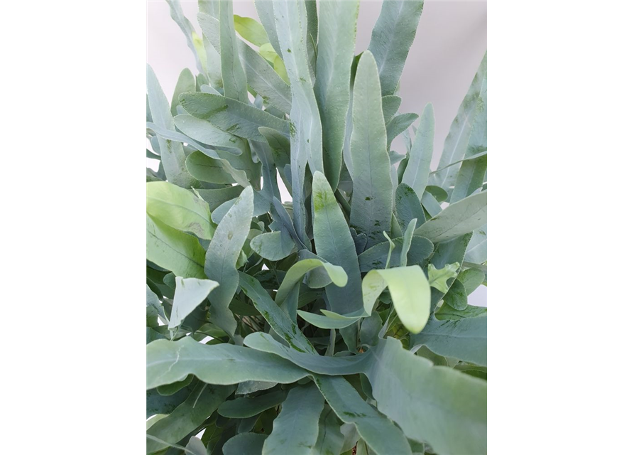 Phlebodium aureum Blue Star