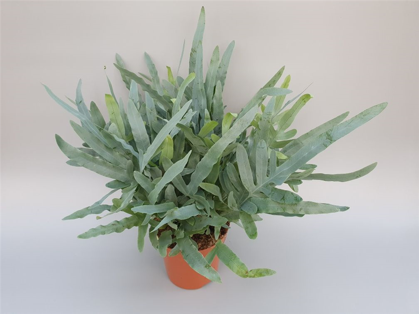 Phlebodium aureum Blue Star, Goldtpfelfarn Air so Pure - Grtnerei  Schliebener