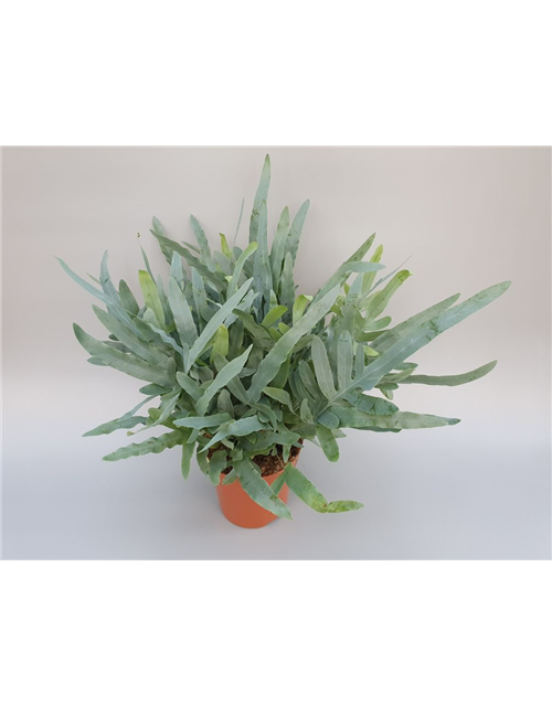 Phlebodium aureum Blue Star