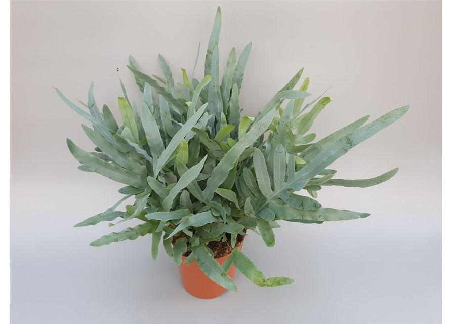 Phlebodium aureum Blue Star