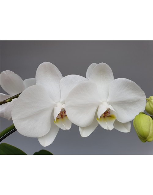 Phalaenopsis Balletto Weiß 2-R T12 mit Topf