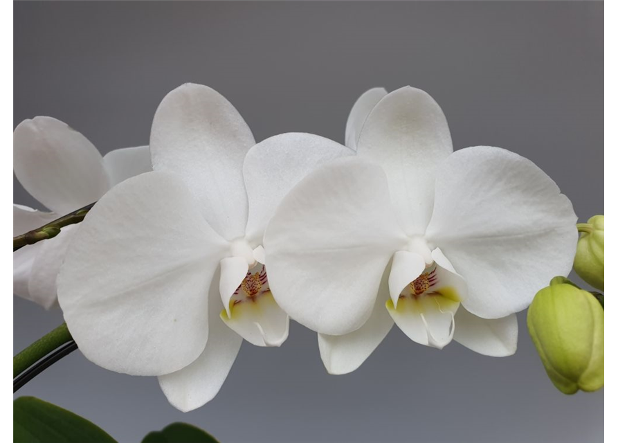 Phalaenopsis Balletto Weiß 2-R T12 mit Topf
