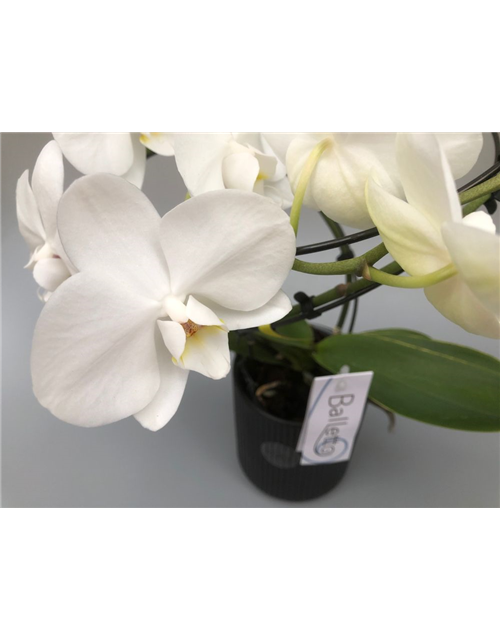 Phalaenopsis Balletto Weiß 2-R T12 mit Topf
