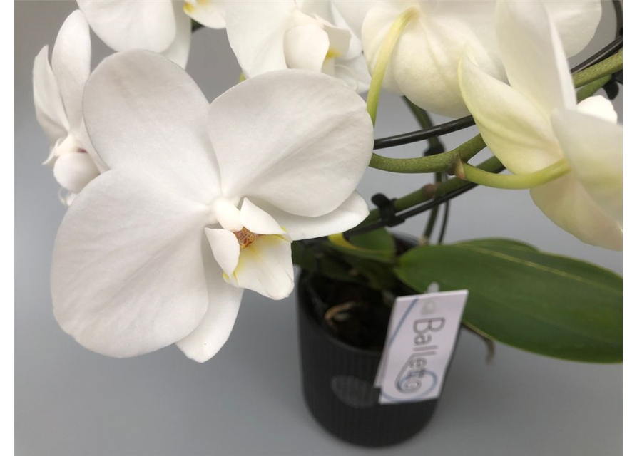 Phalaenopsis Balletto Weiß 2-R T12 mit Topf