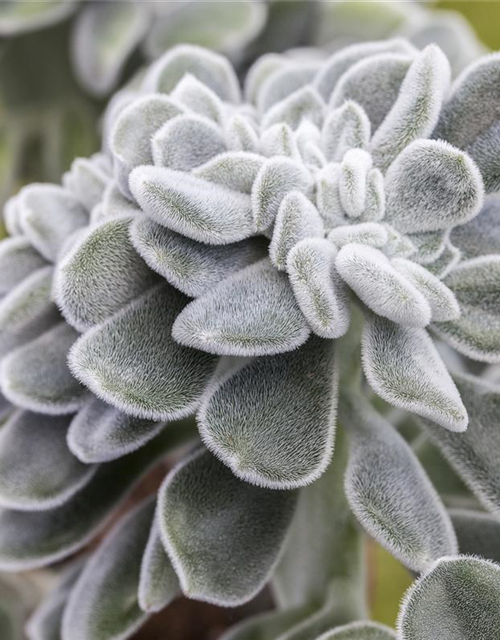 Echeveria hybride