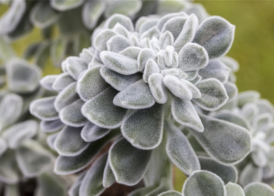 Echeveria hybride
