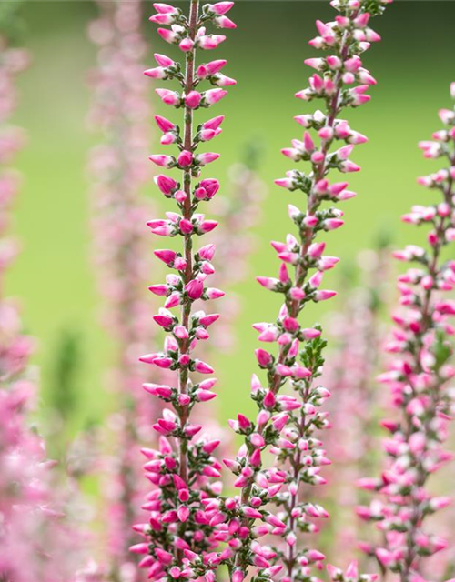 Calluna vulgaris Garden Girls