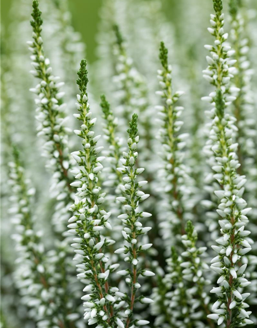 Calluna vulgaris Garden Girls
